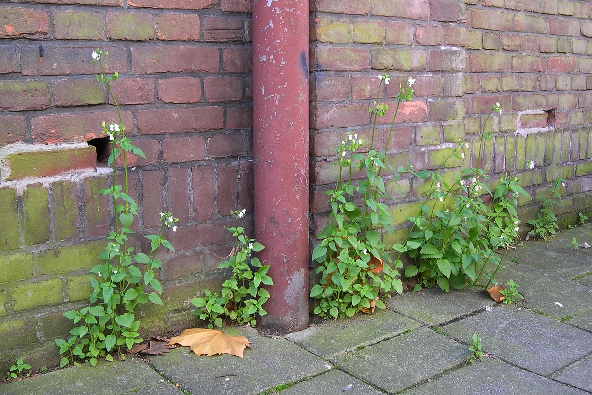 Nemesia melissifolia (door Arjan de Groot)