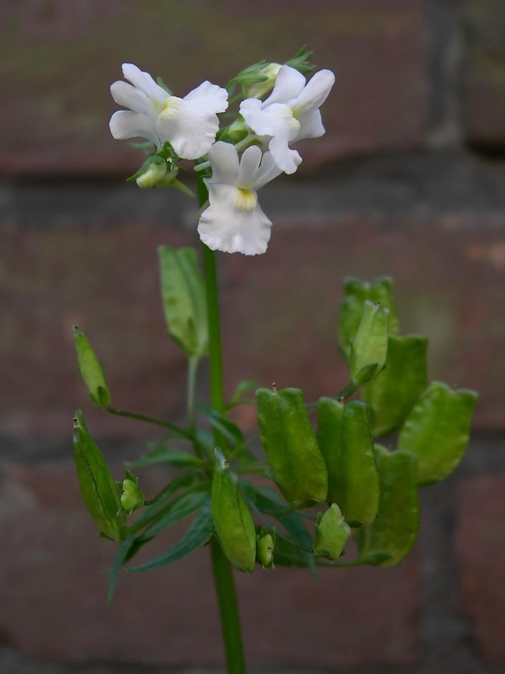 Nemesia melissifolia (door Arjan de Groot)