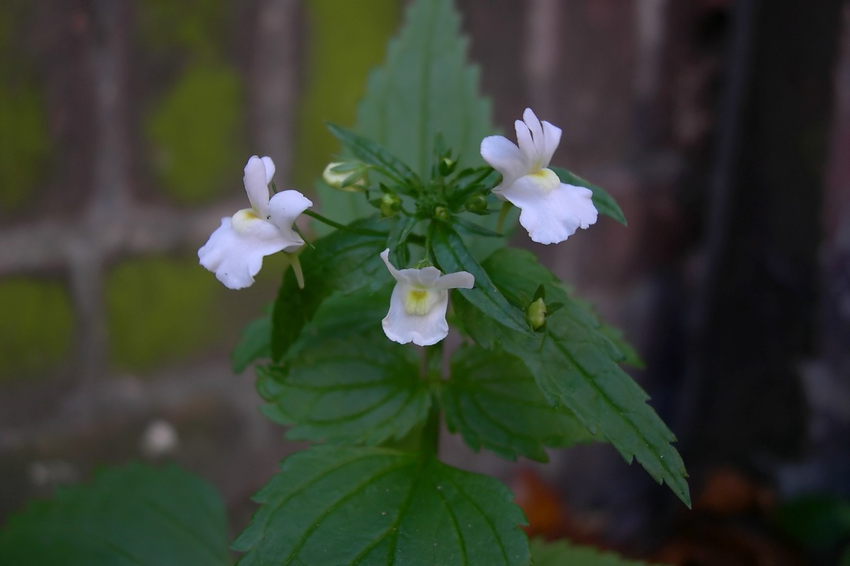 Nemesia melissifolia (door Arjan de Groot)