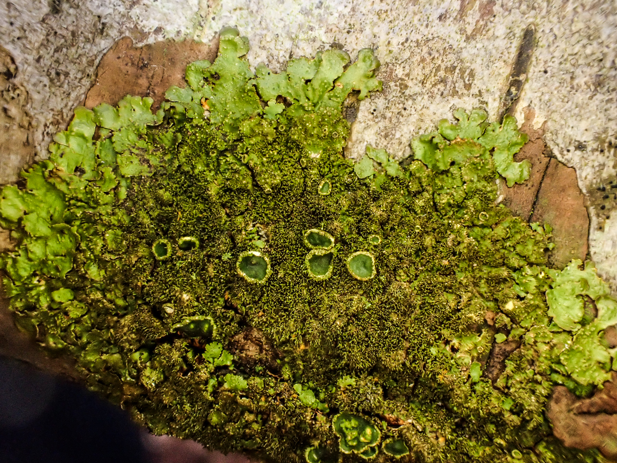 Melanelixia glabratula (door Wim de Groot)