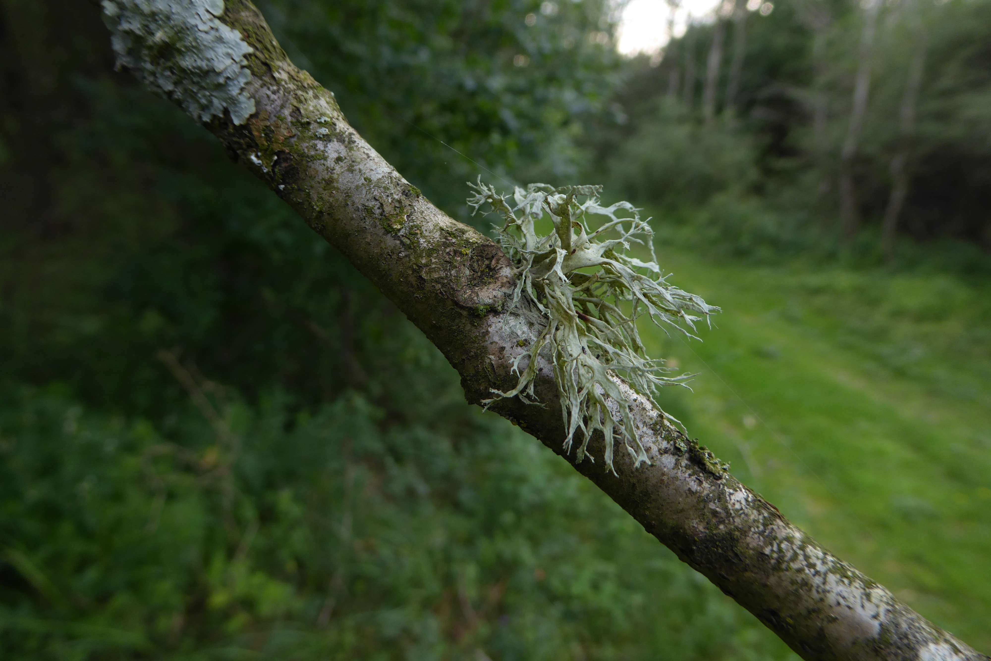 Ramalina farinacea (door Koen van Zoest)