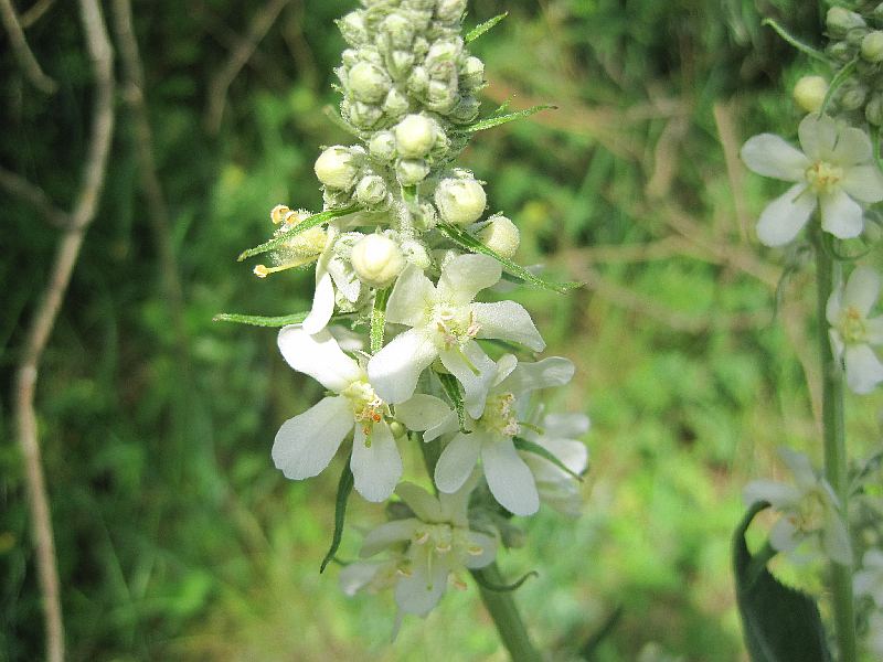 Verbascum lychnitis (door Grada Menting)