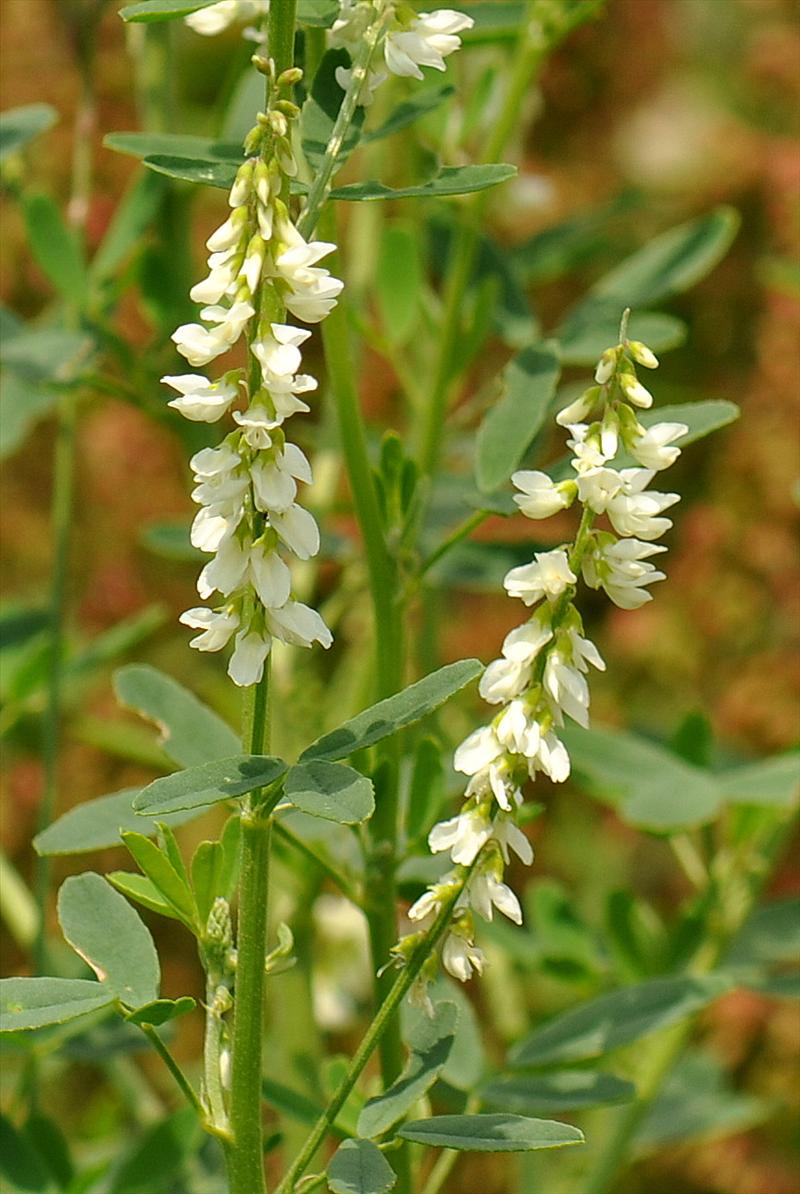 Melilotus albus (door Willie Riemsma)