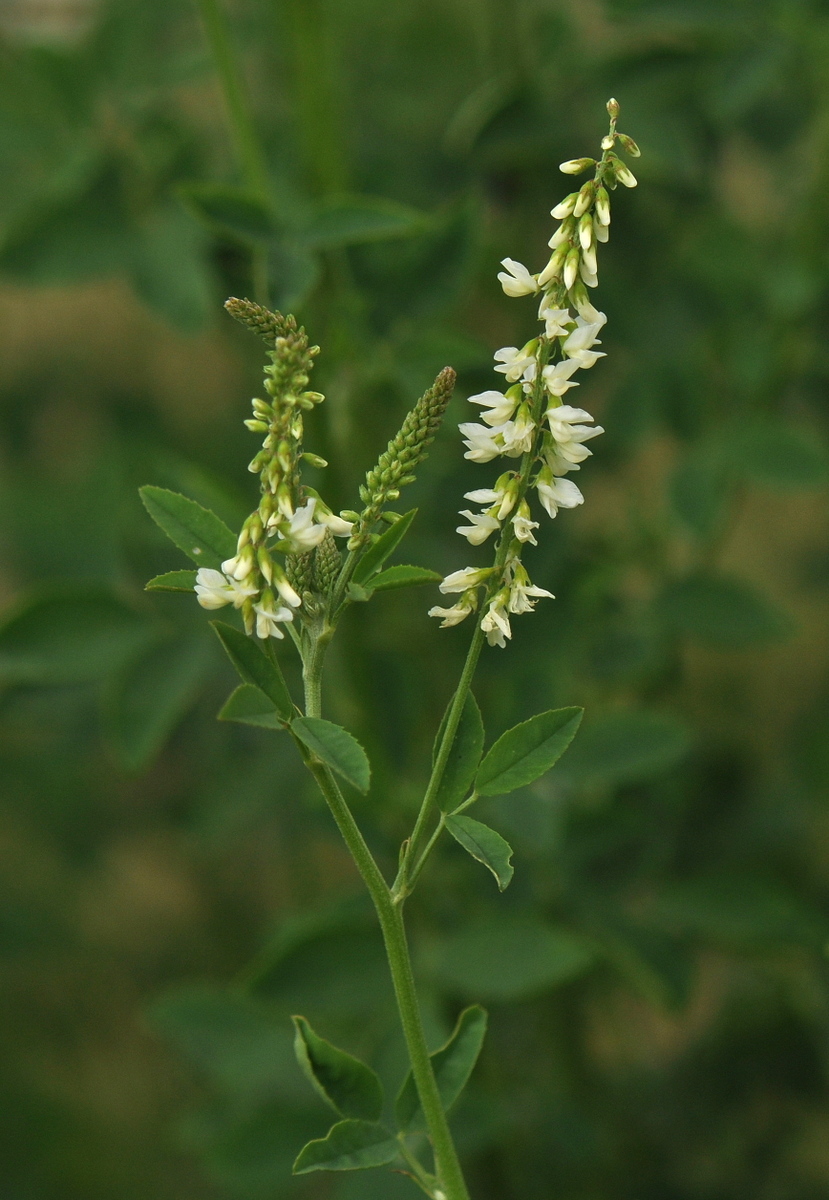 Melilotus albus (door Willie Riemsma)