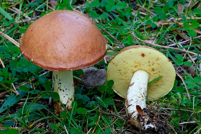 Suillus granulatus (door John Breugelmans)