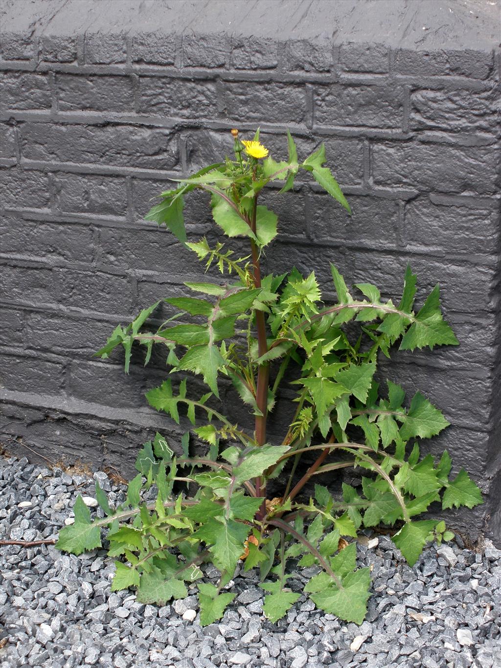 Sonchus oleraceus (door Bert Verbruggen)