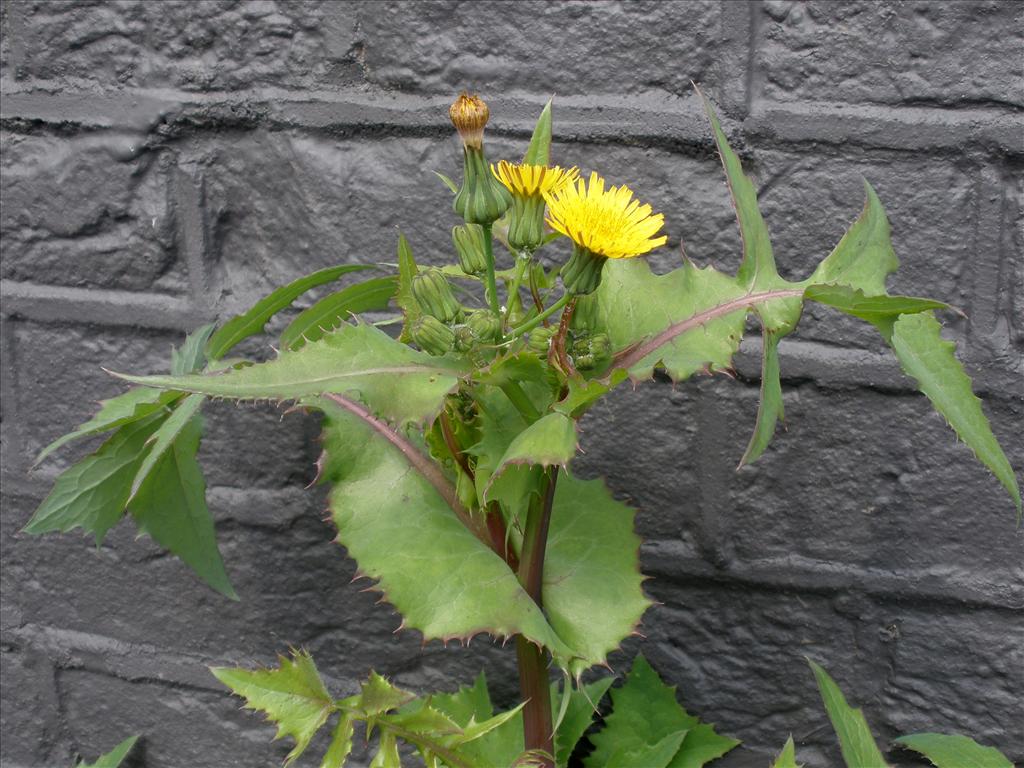 Sonchus oleraceus (door Bert Verbruggen)