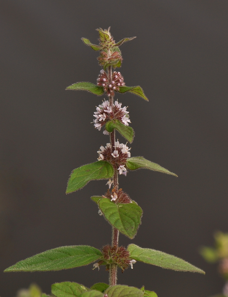 Mentha x verticillata (door Willie Riemsma)