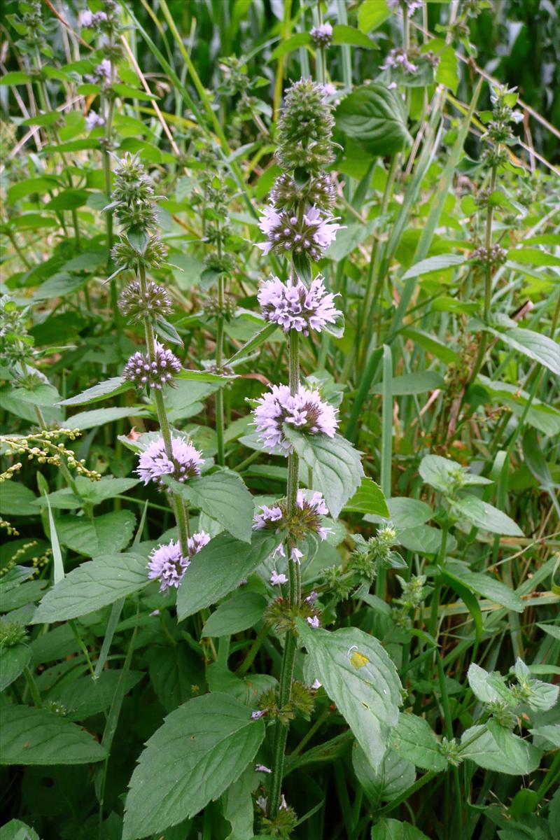 Mentha x verticillata (door Willie Riemsma)