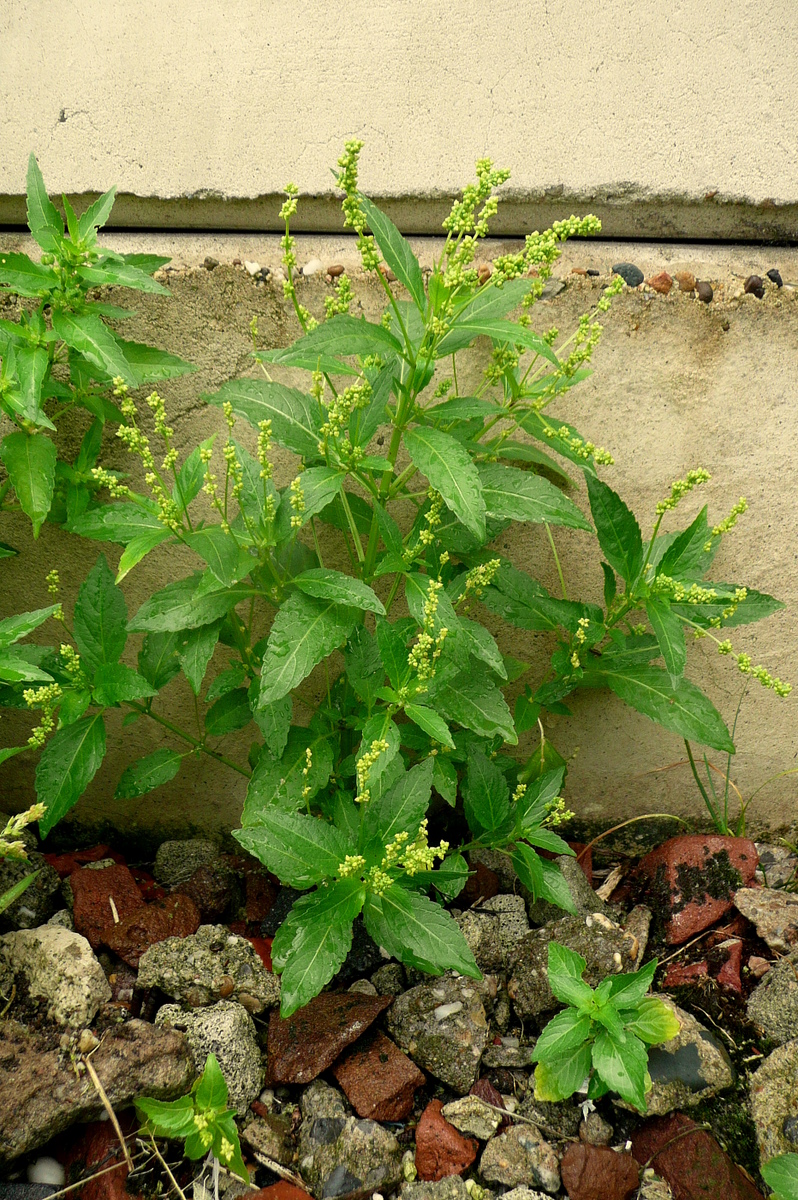 Mercurialis annua (door Willie Riemsma)