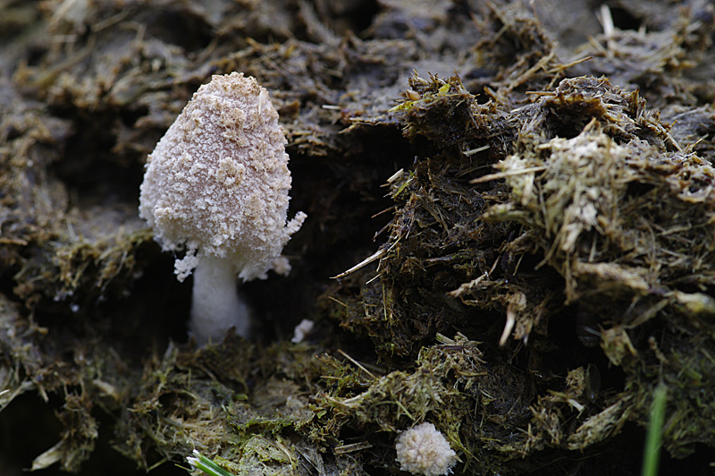 Coprinopsis narcotica (door Hans Adema)