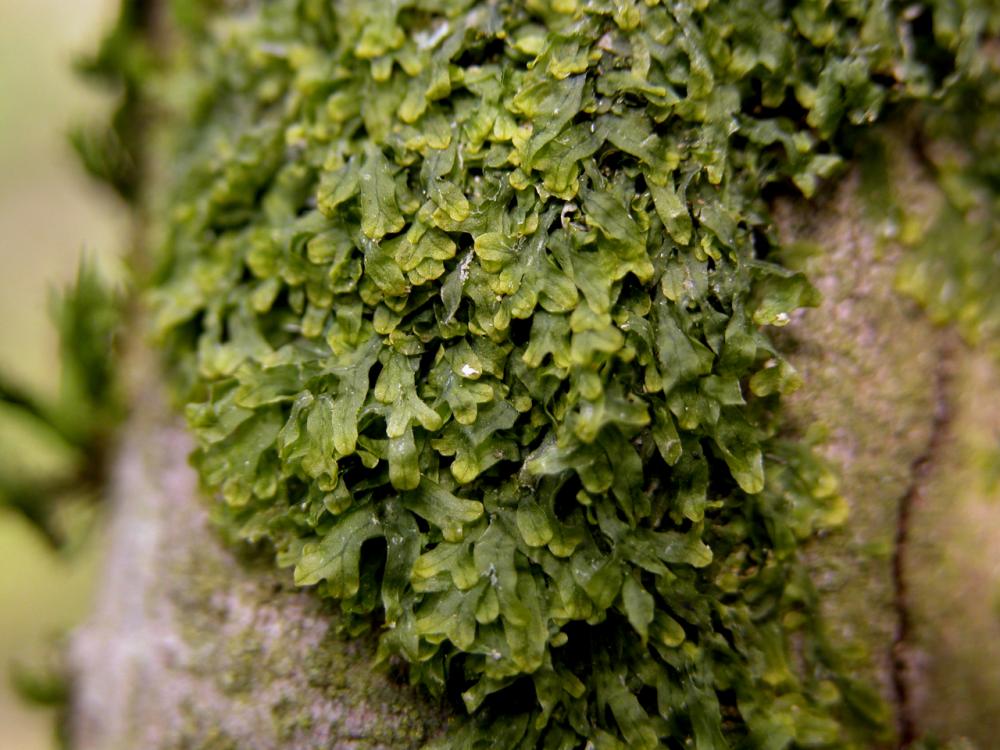 Metzgeria furcata (door Dick Haaksma)