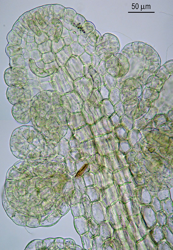 Metzgeria temperata (door Norbert Stapper)