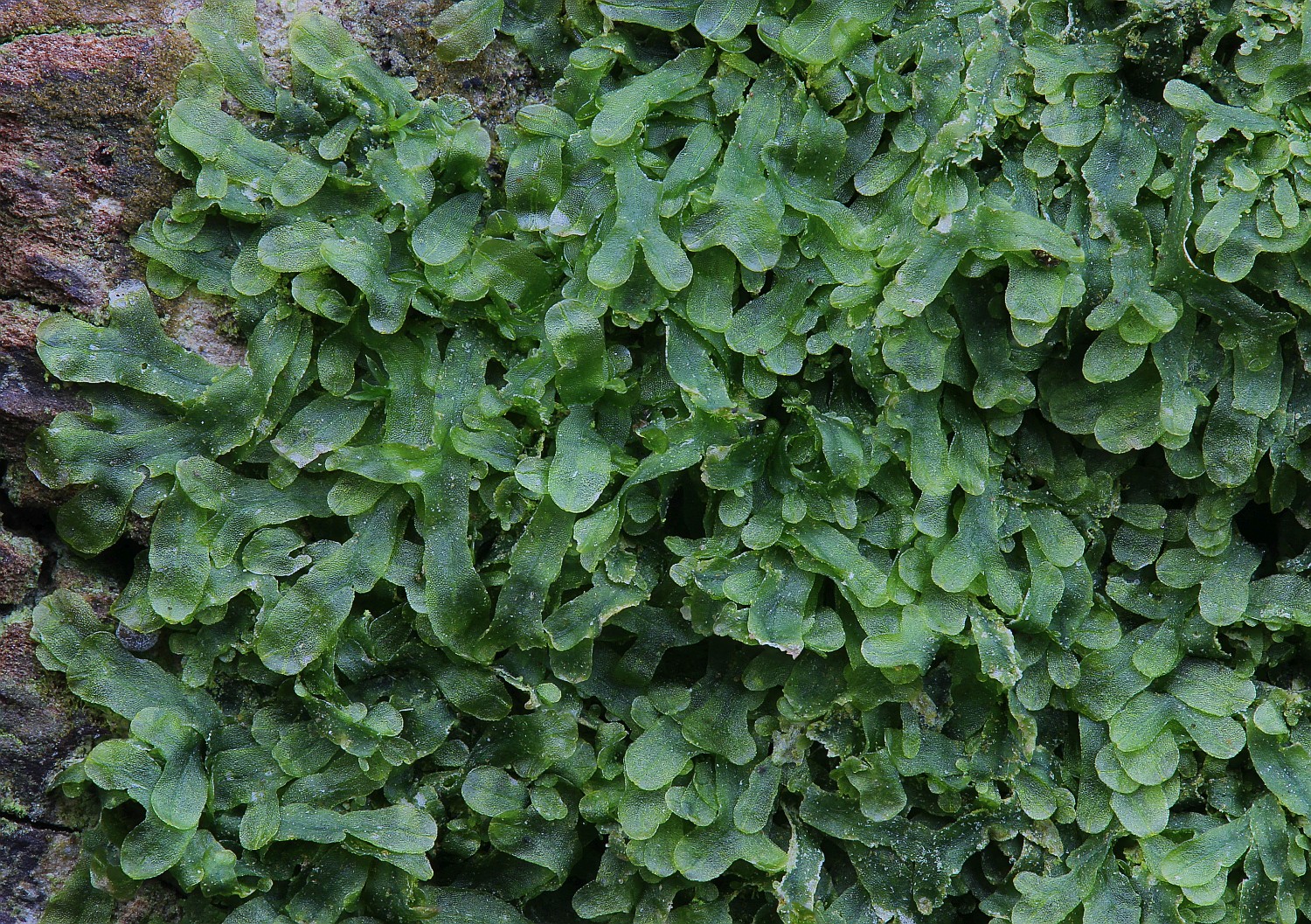 Metzgeria furcata (door Arjan de Groot)