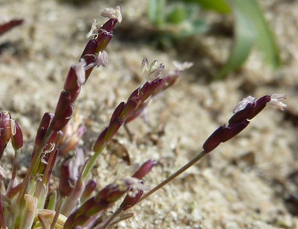 Mibora minima (door Peter Wetzels)