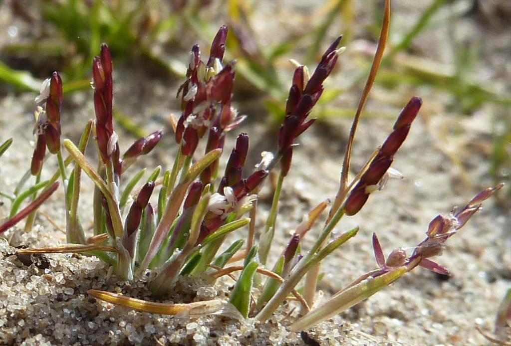 Mibora minima (door Peter Wetzels)