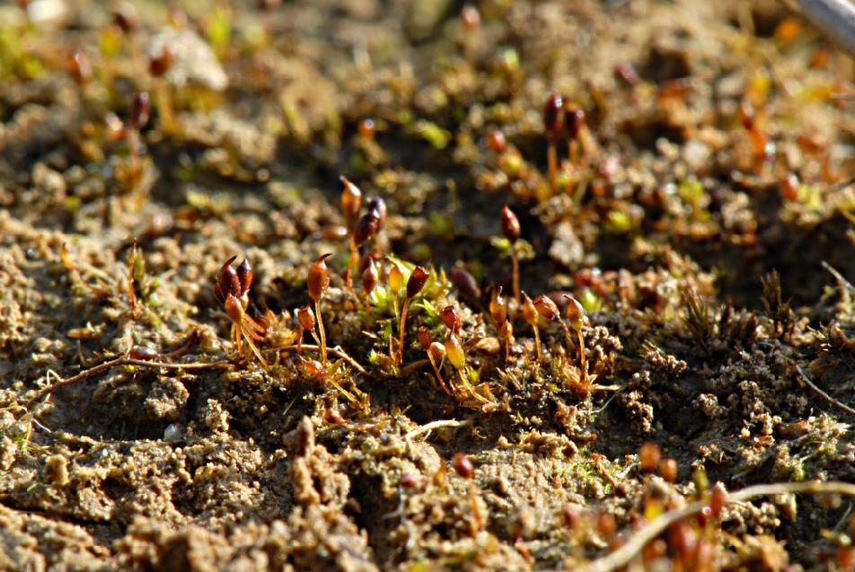 Microbryum davallianum (door Dick Haaksma)