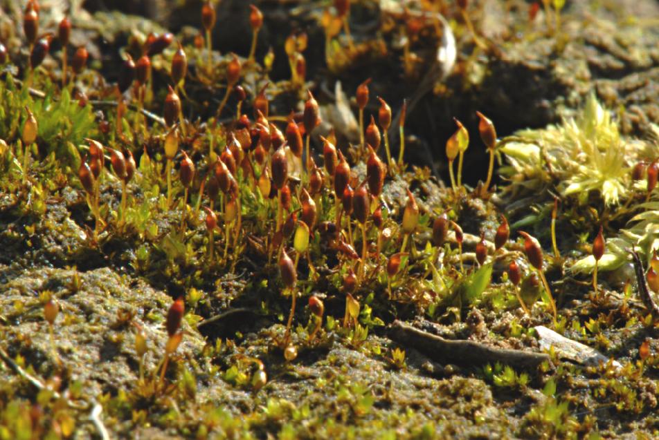 Microbryum davallianum (door Dick Haaksma)