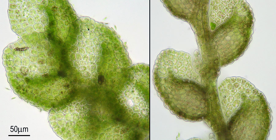 Microlejeunea ulicina (door Norbert Stapper)