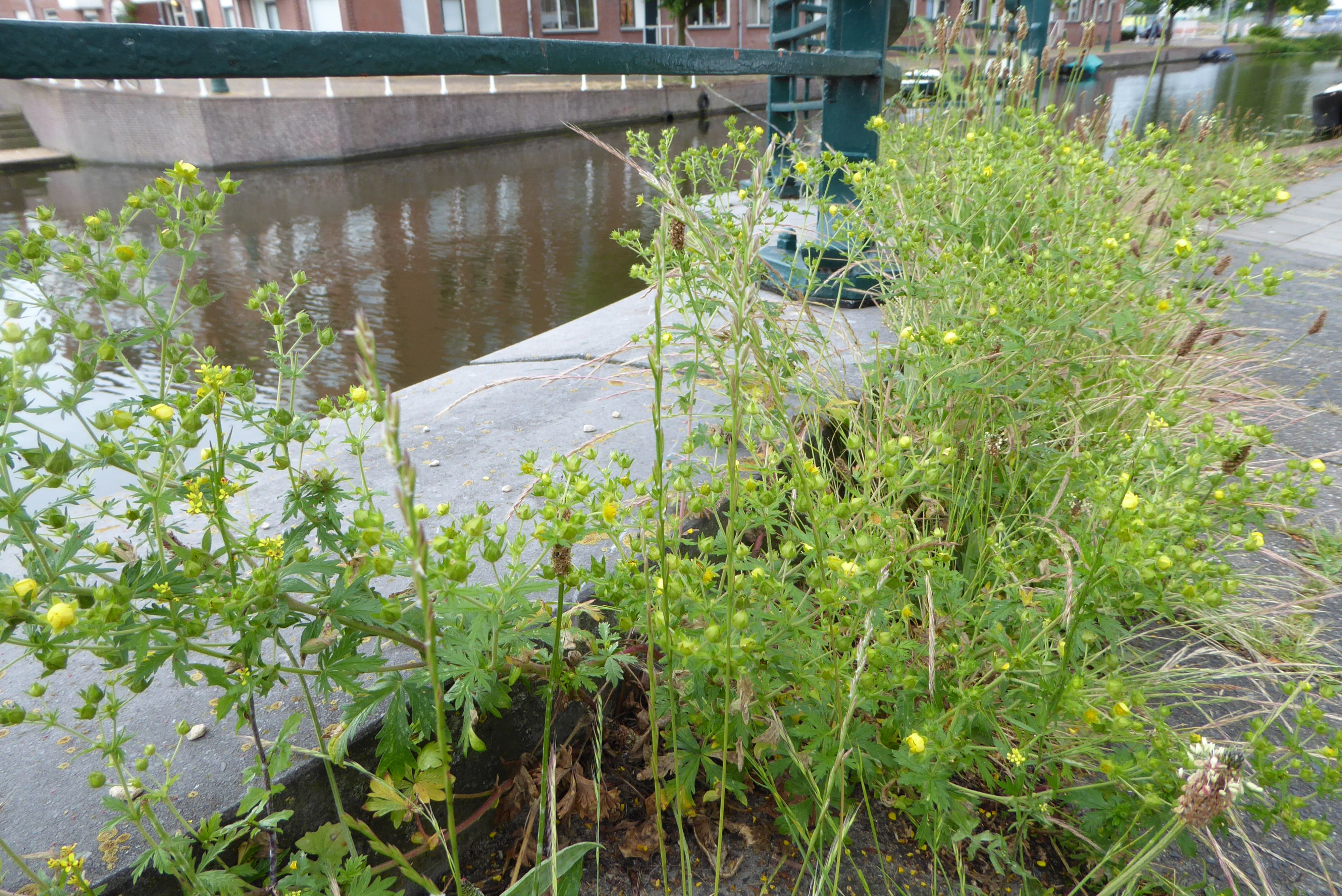 Potentilla intermedia (door Koen van Zoest)