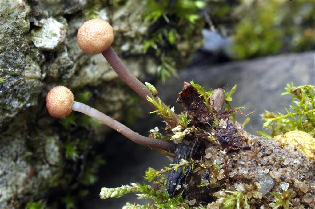 Claviceps purpurea (door Marjon van der Vegte)