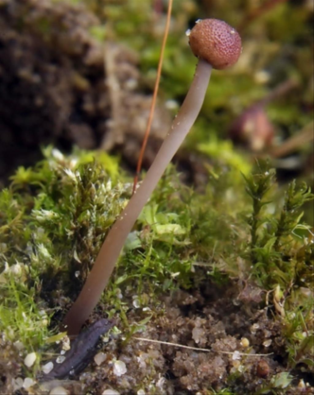 Claviceps purpurea (door Marjon van der Vegte)