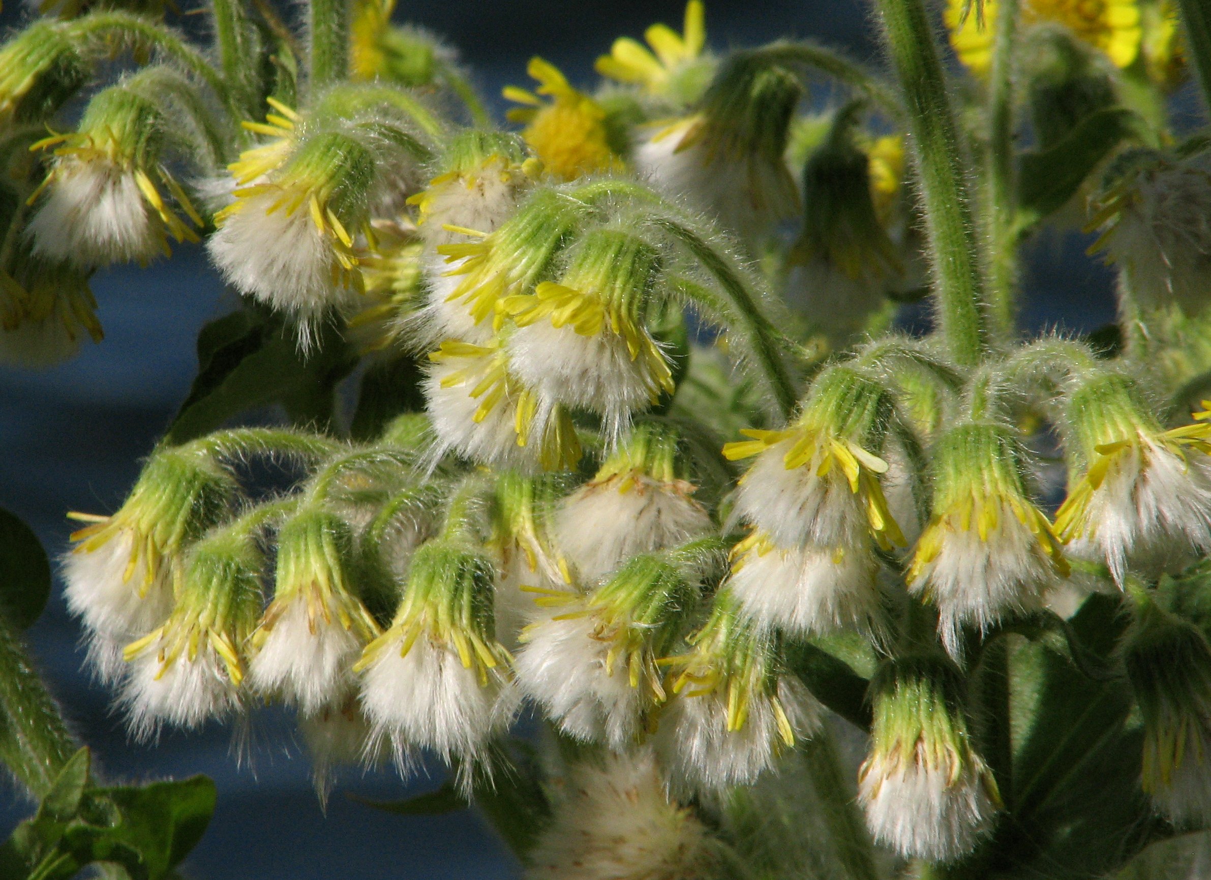 Tephroseris palustris (door Bert Verbruggen)