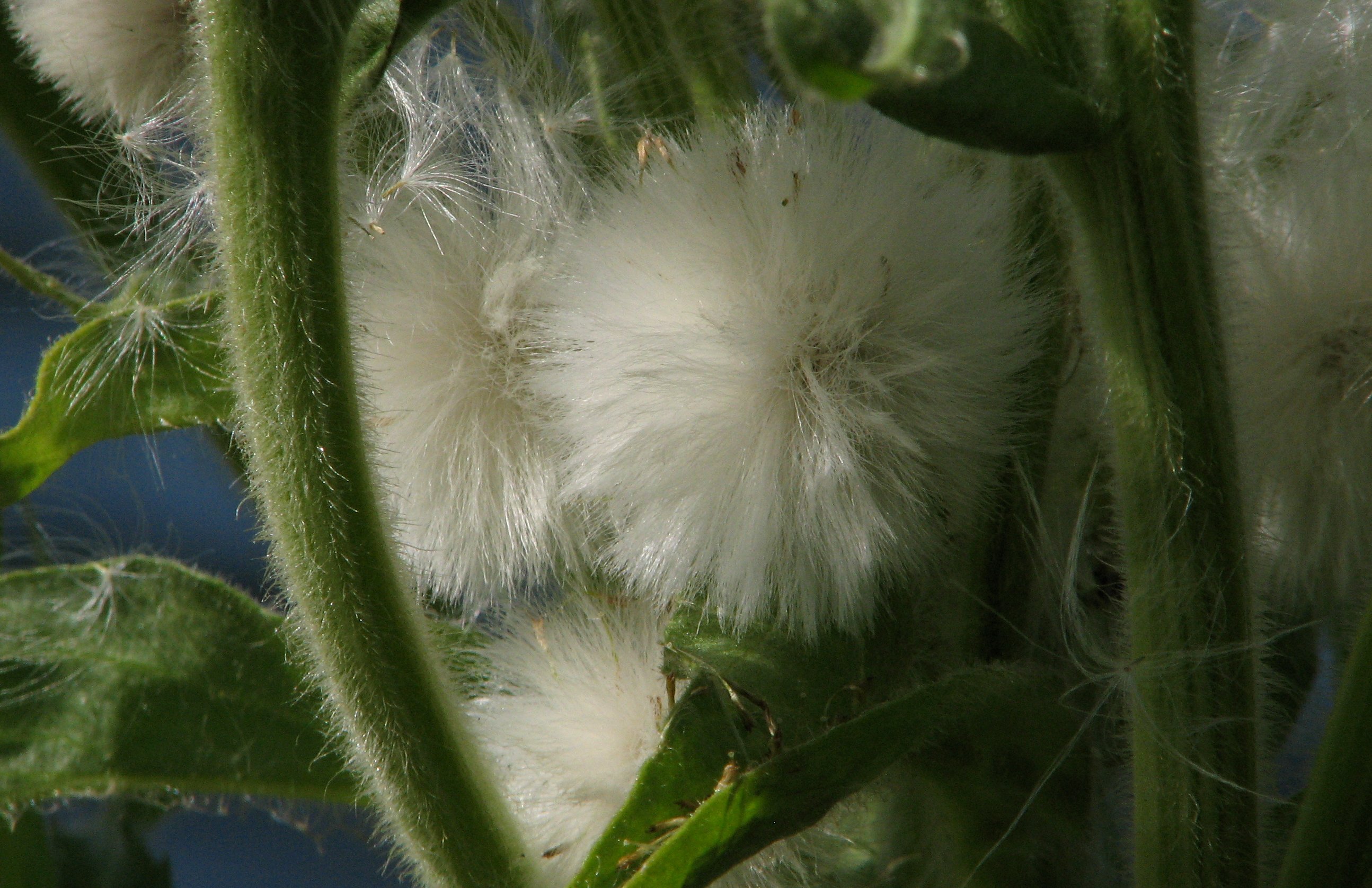 Tephroseris palustris (door Bert Verbruggen)