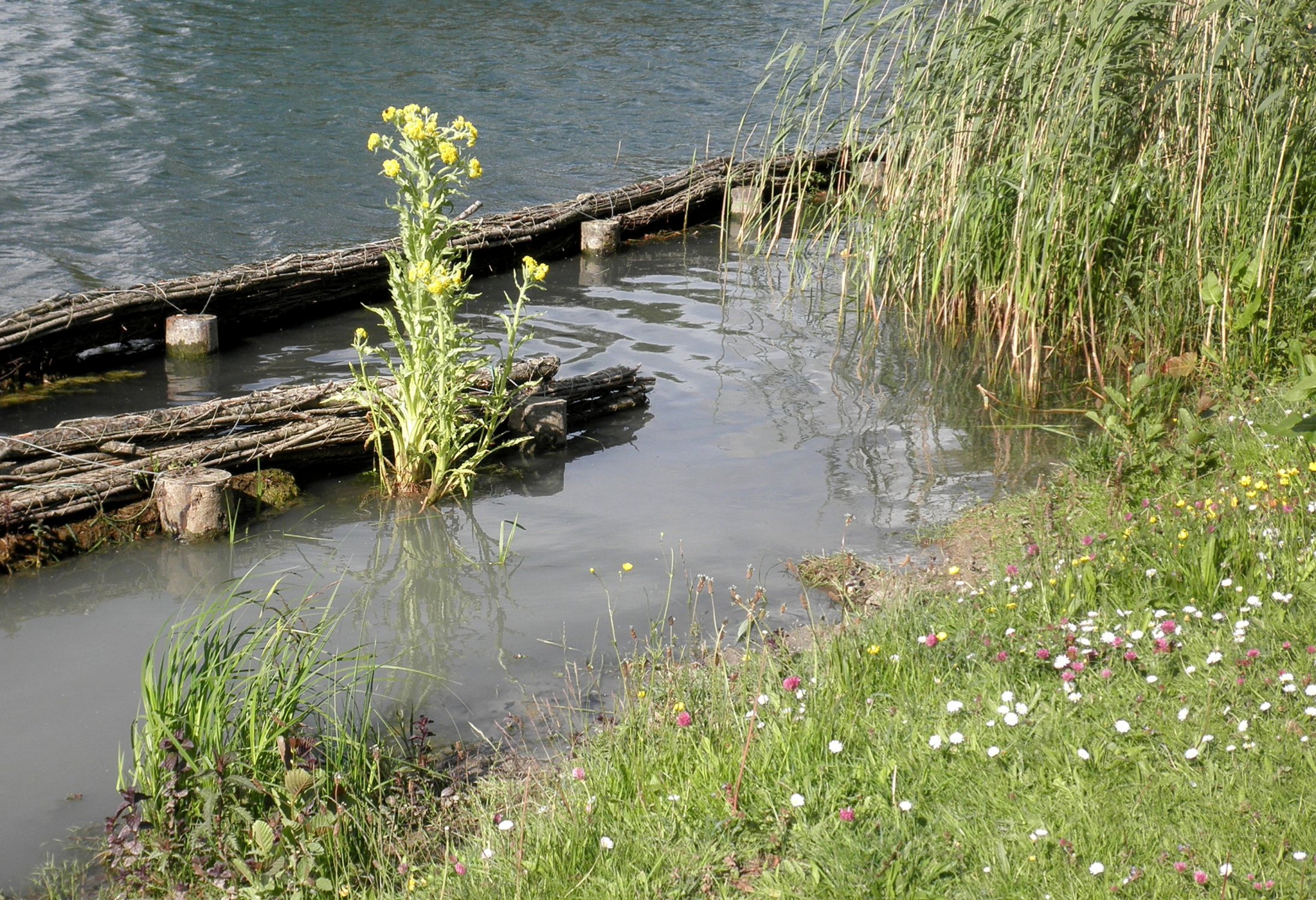 Tephroseris palustris (door Bert Verbruggen)