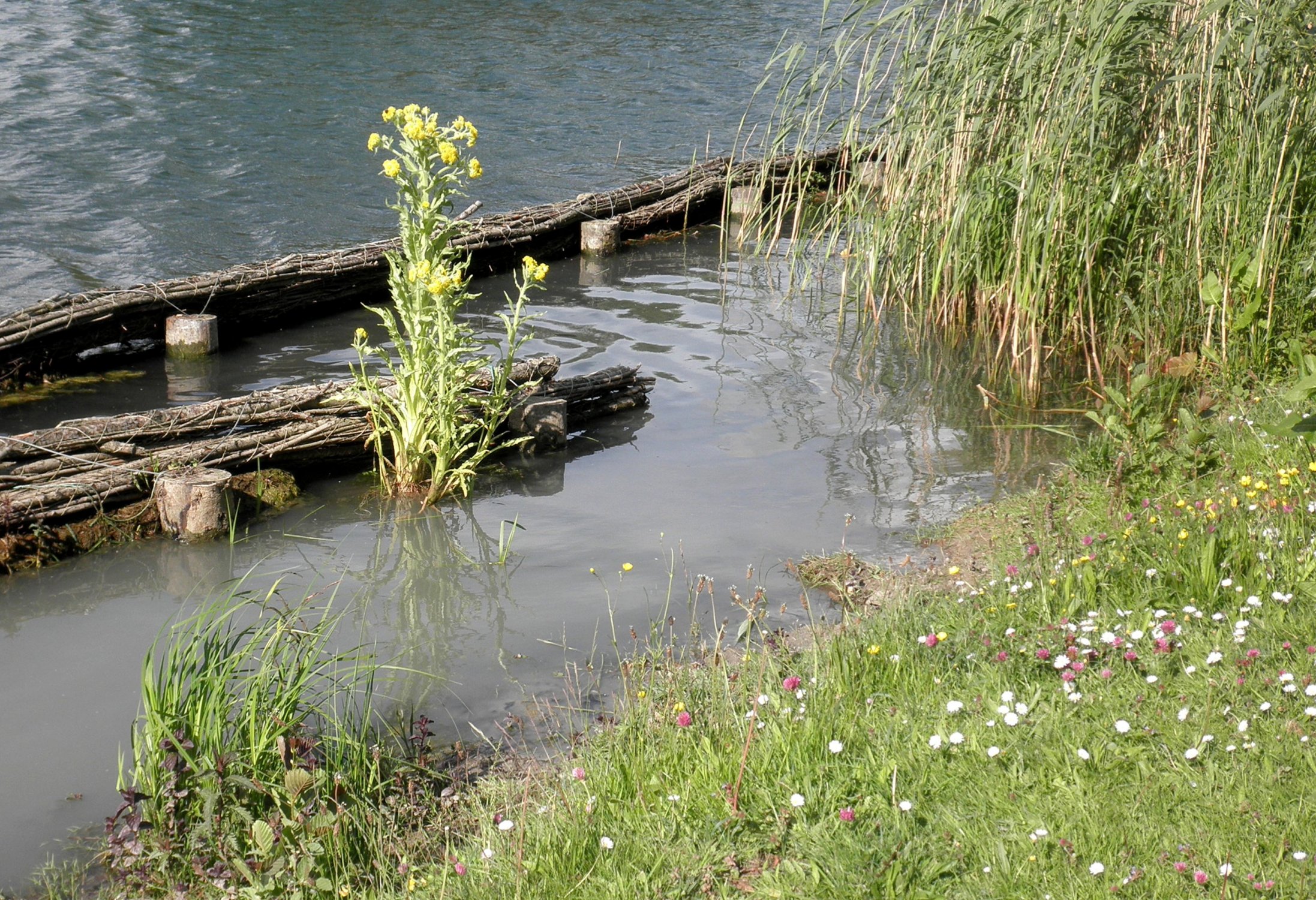 Tephroseris palustris (door Bert Verbruggen)