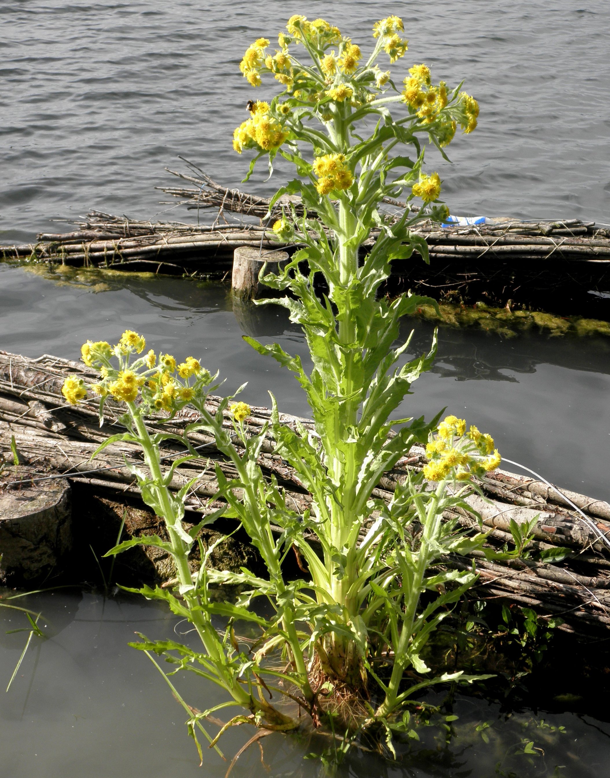 Tephroseris palustris (door Bert Verbruggen)