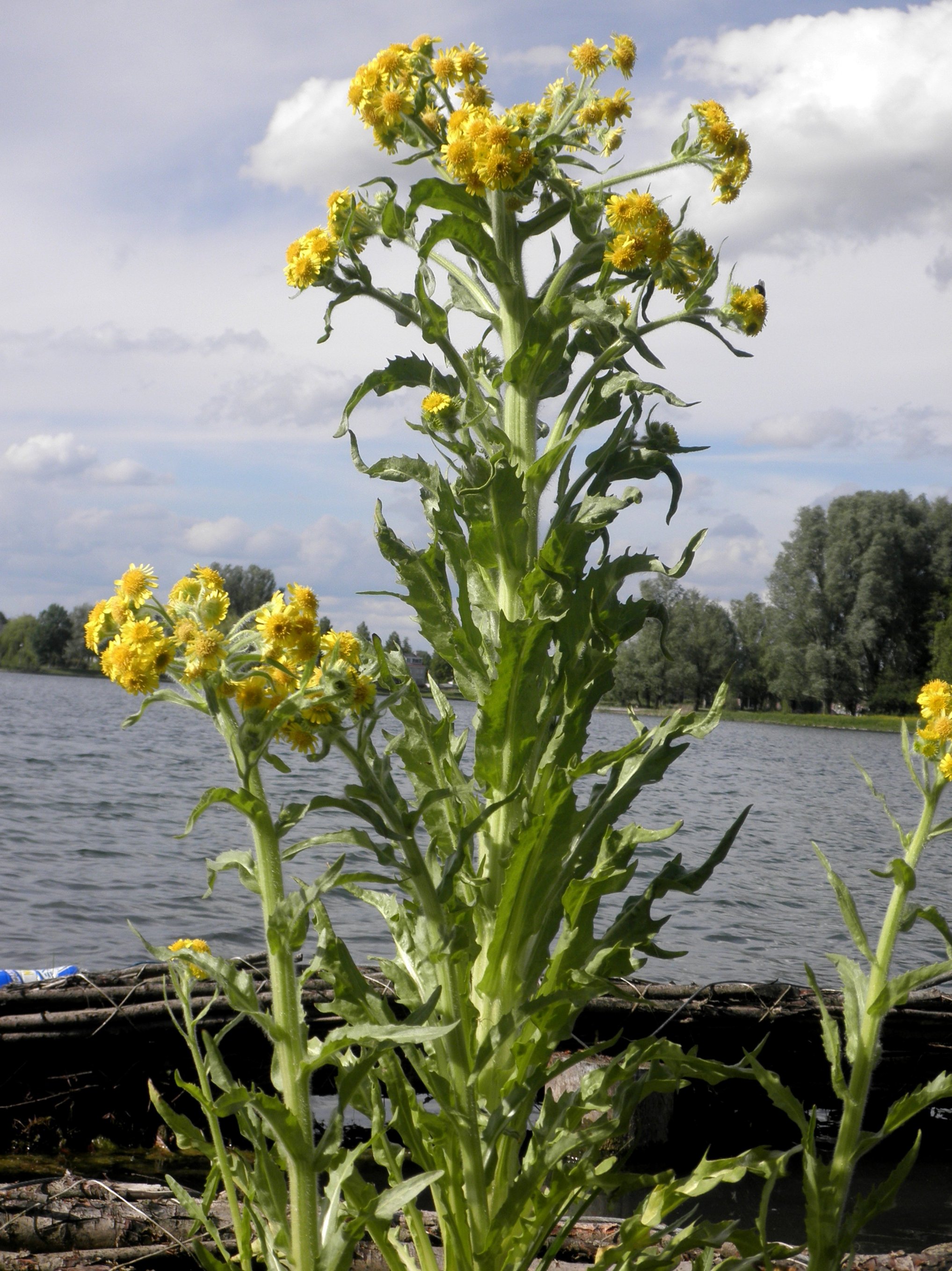 Tephroseris palustris (door Bert Verbruggen)