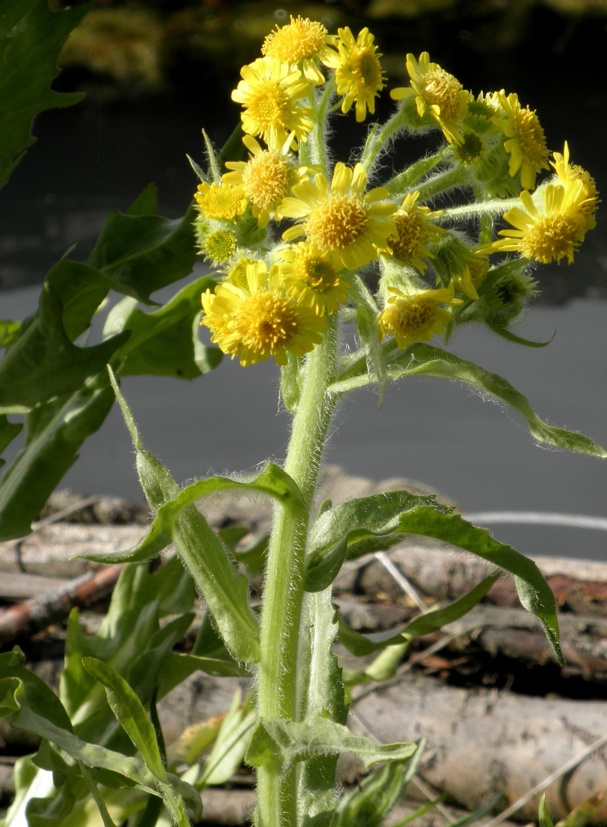 Tephroseris palustris (door Bert Verbruggen)