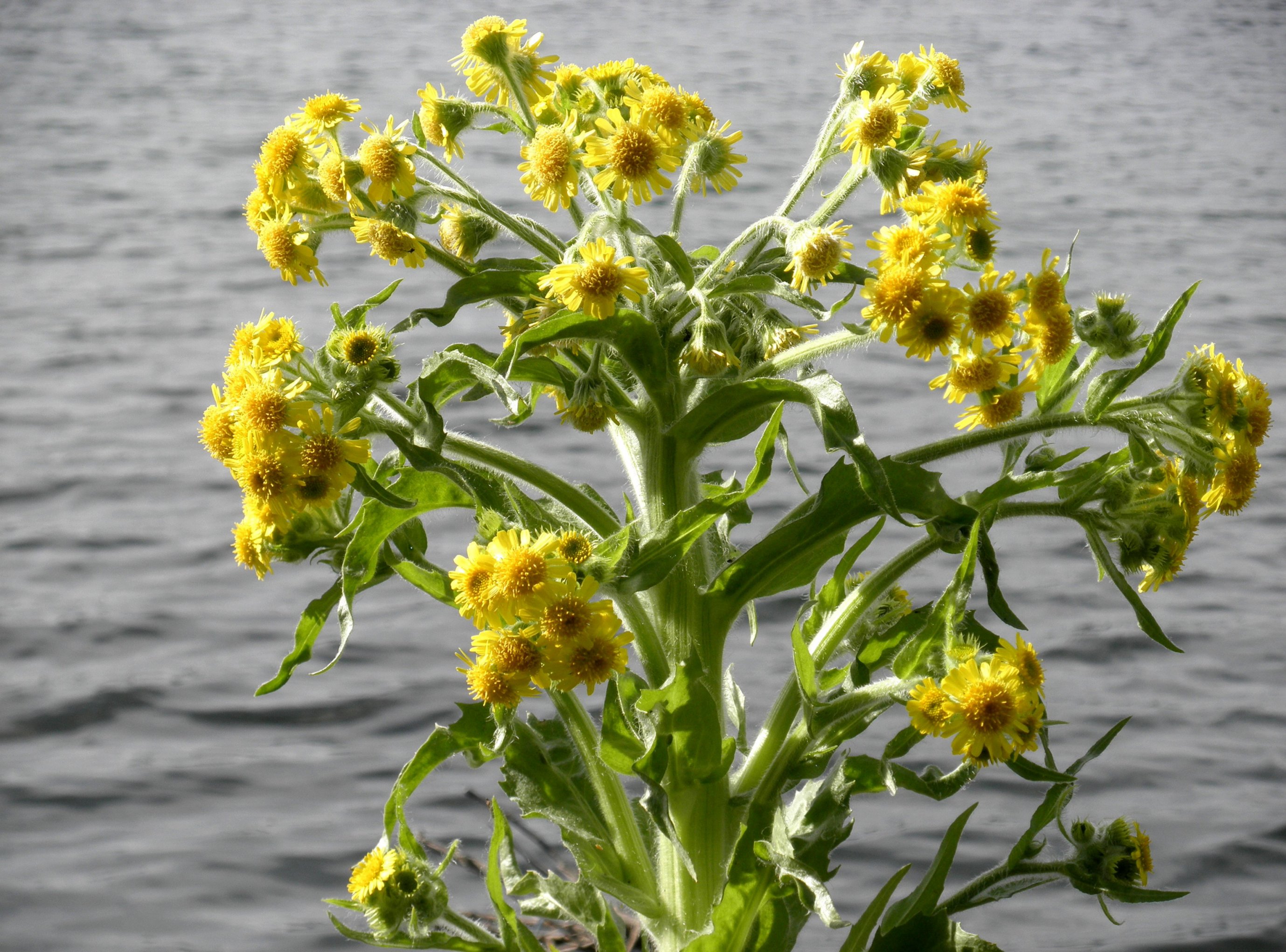 Tephroseris palustris (door Bert Verbruggen)