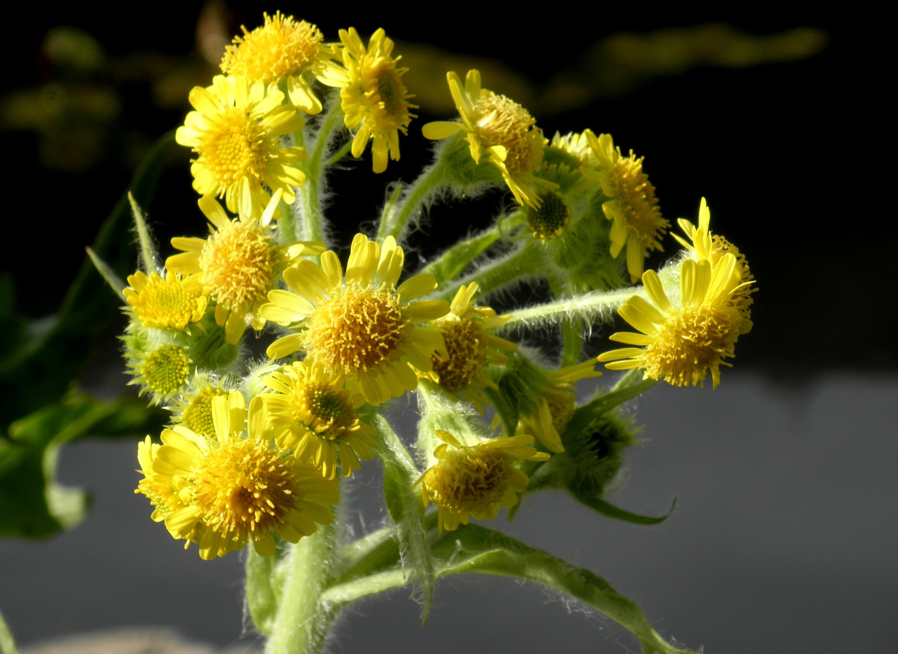 Tephroseris palustris (door Bert Verbruggen)