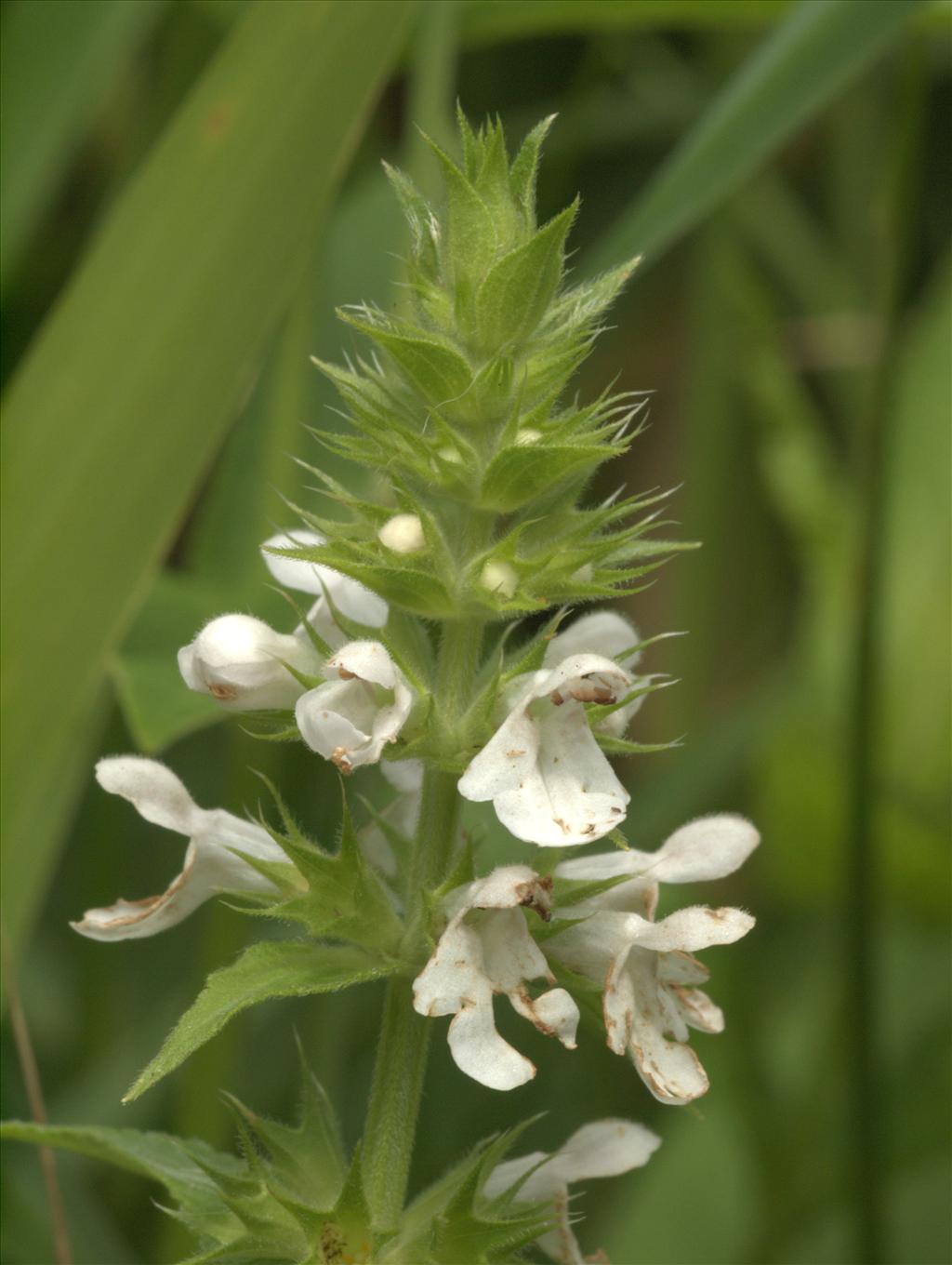 Stachys palustris (door Peter Hegi)