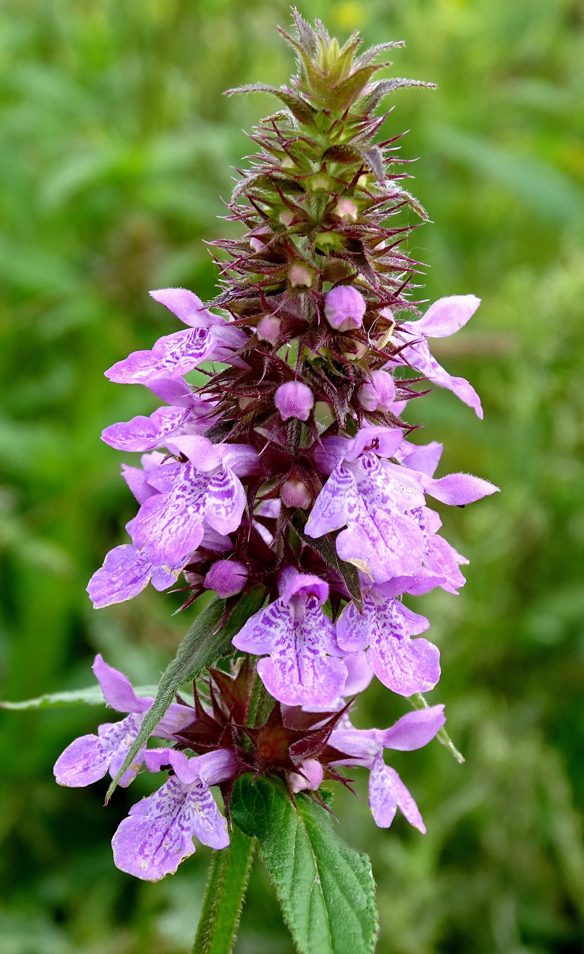 Stachys palustris (door Bert Verbruggen)