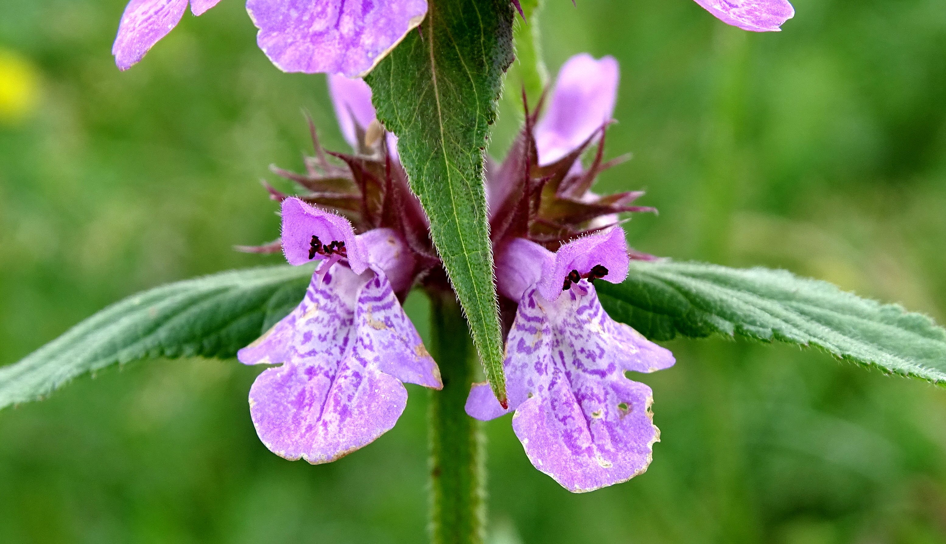 Stachys palustris (door Bert Verbruggen)