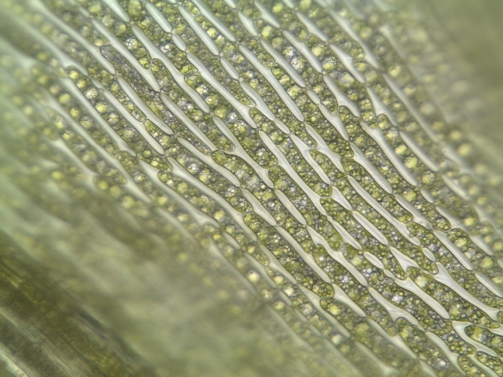 Dicranum bonjeanii (door Herma Visscher)
