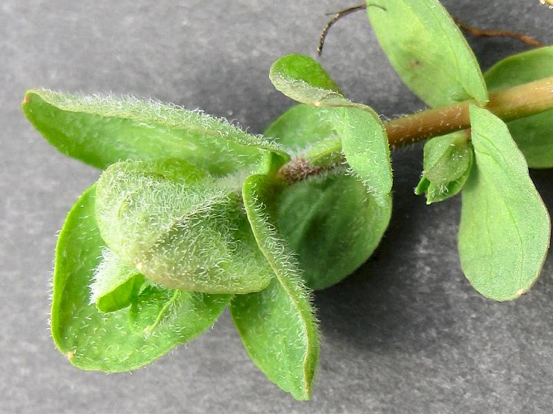 Hypericum elodes (door Grada Menting)