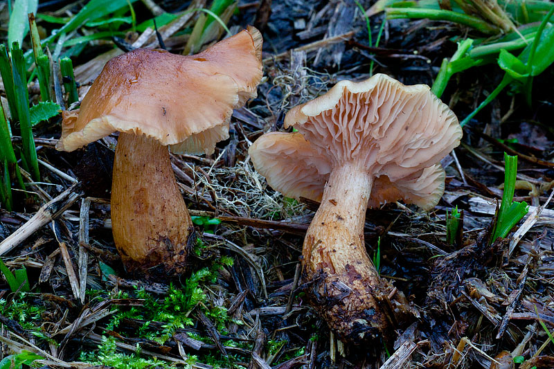 Armillaria ectypa (door John Breugelmans)