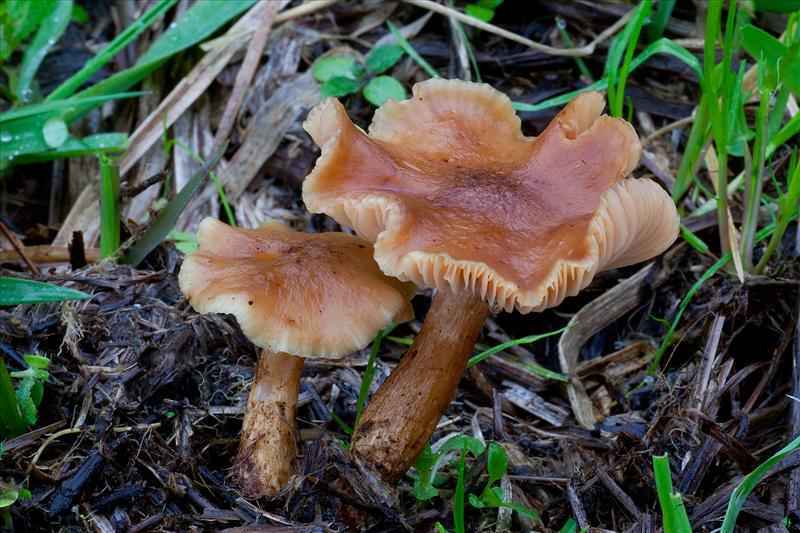 Armillaria ectypa (door John Breugelmans)