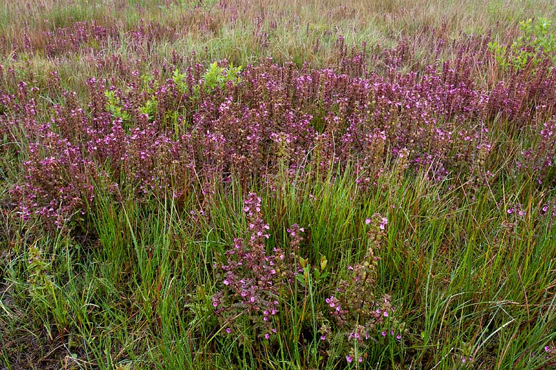 Pedicularis palustris (door John Breugelmans)