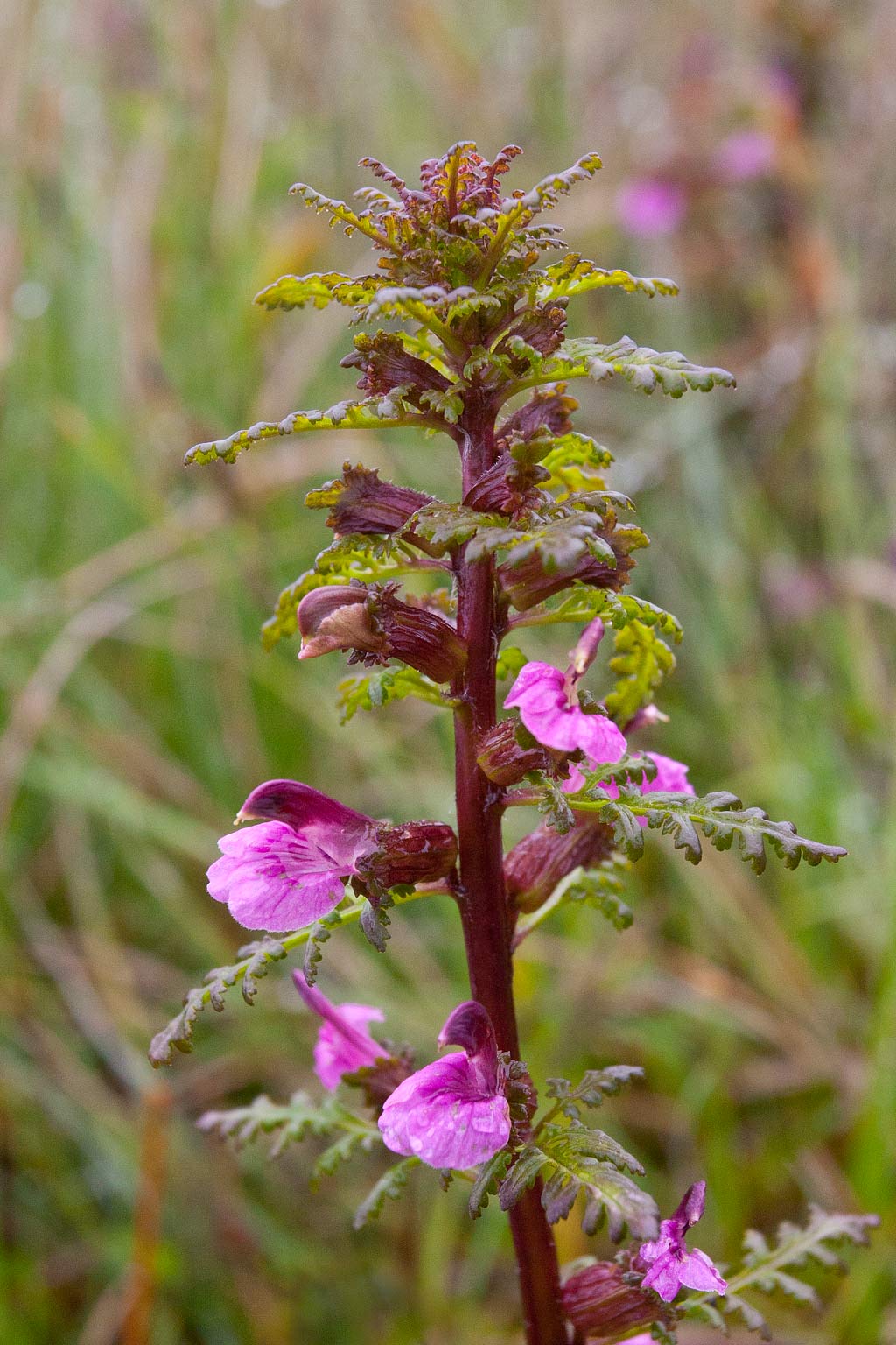 Pedicularis palustris (door John Breugelmans)