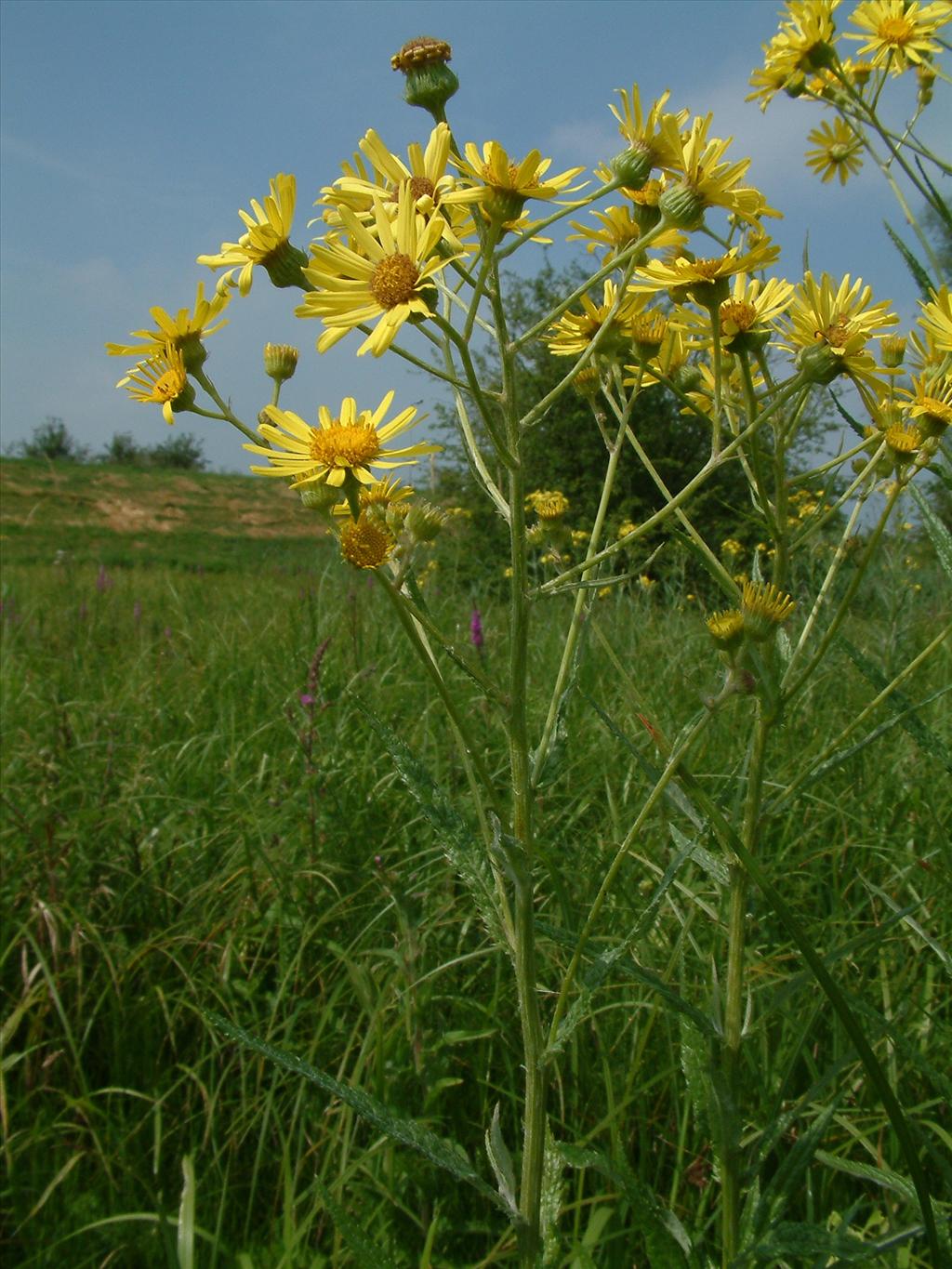 Jacobaea paludosa (door Dick Kerkhof)