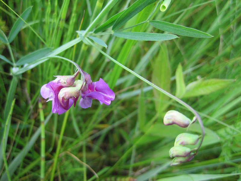 Lathyrus palustris (door Grada Menting)