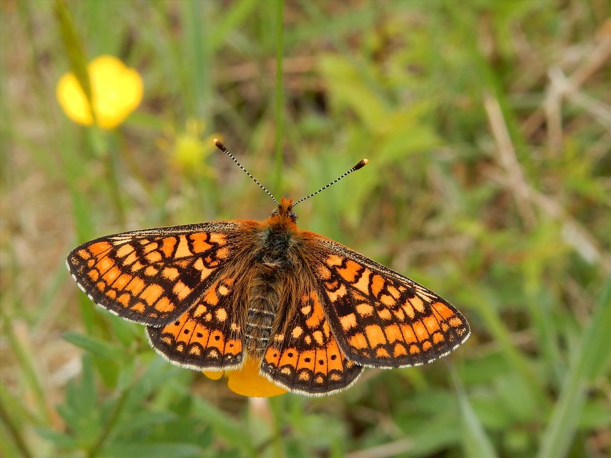 Euphydryas aurinia (door Kars Veling)