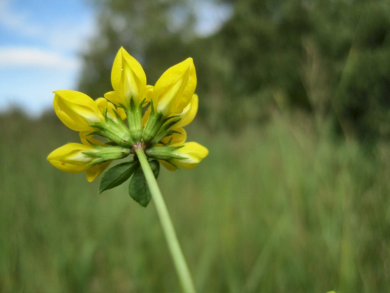 Lotus pedunculatus (door Grada Menting)