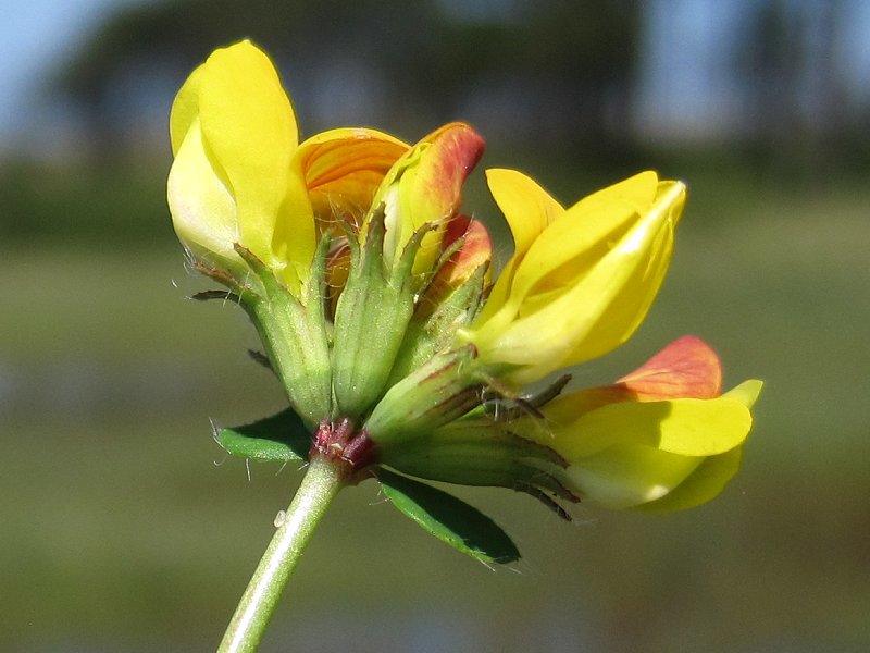 Lotus pedunculatus (door Grada Menting)