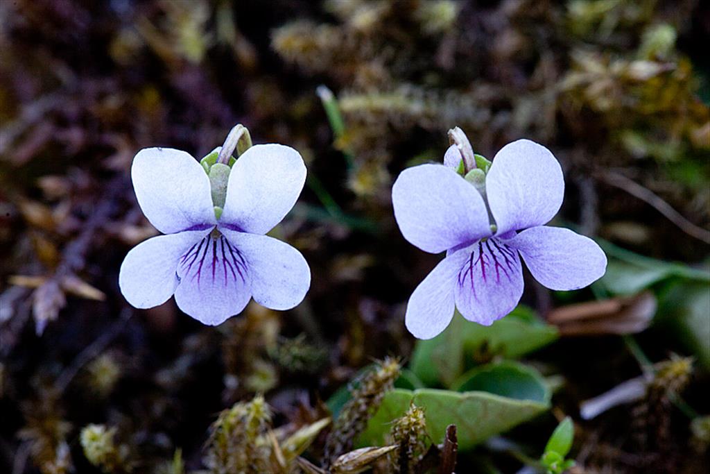 Viola palustris (door John Breugelmans)